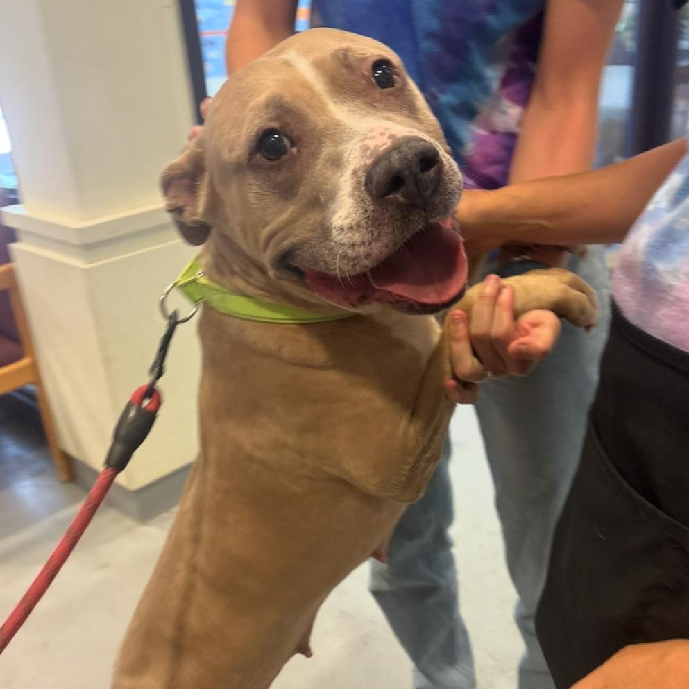 Louise, a Adoptable Pit Bull Terrier in Charlottesville, VA image 5/6
