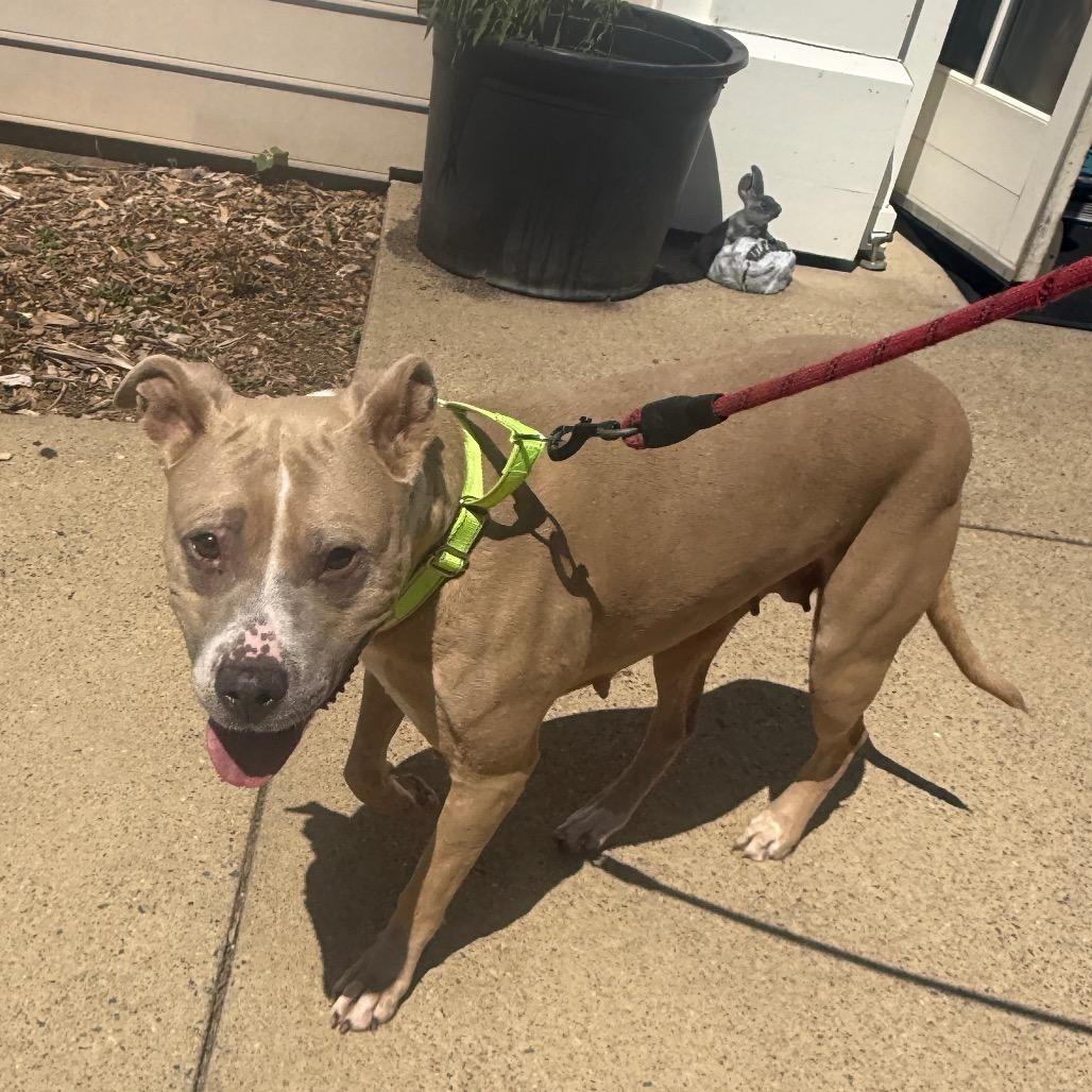 Louise, a Adoptable Pit Bull Terrier in Charlottesville, VA image 6/6