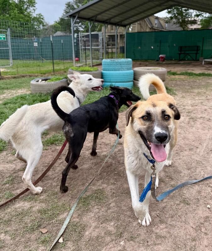 Zara Belle the Gentle Giant Sweetheart, a Adoptable mixed breed in Homestead, PA image 6/6