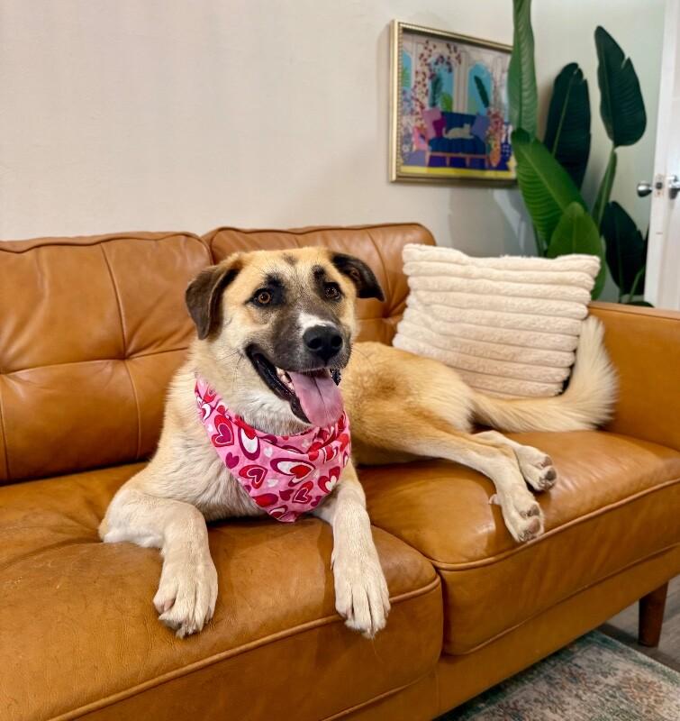 Zara Belle the Gentle Giant Sweetheart, a Adoptable mixed breed in Homestead, PA image 1/6