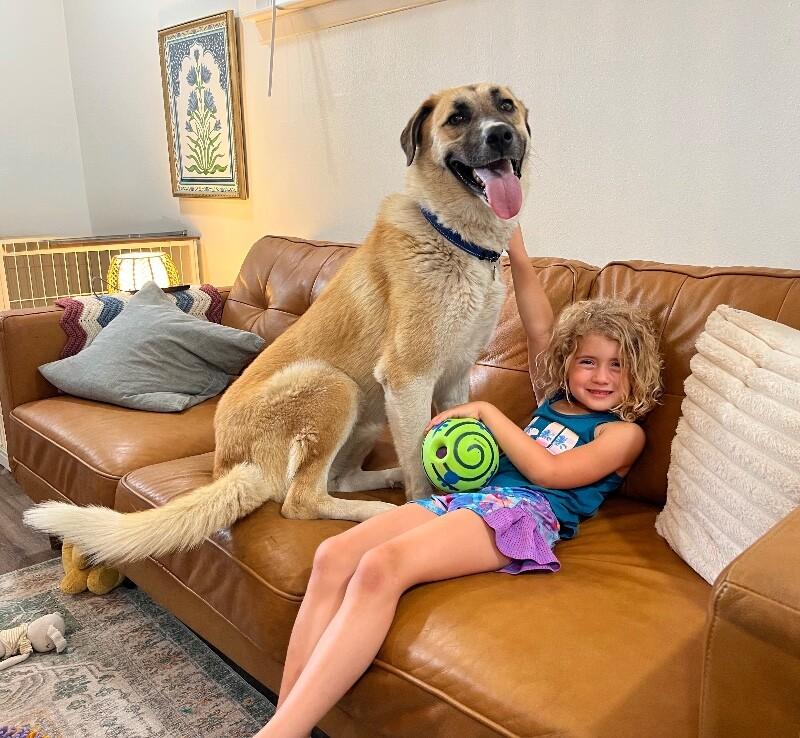 Zara Belle the Gentle Giant Sweetheart, a Adoptable mixed breed in Homestead, PA image 3/6