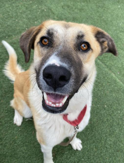 Zara Belle the Gentle Giant Sweetheart, a Adoptable mixed breed in Homestead, PA image 4/6