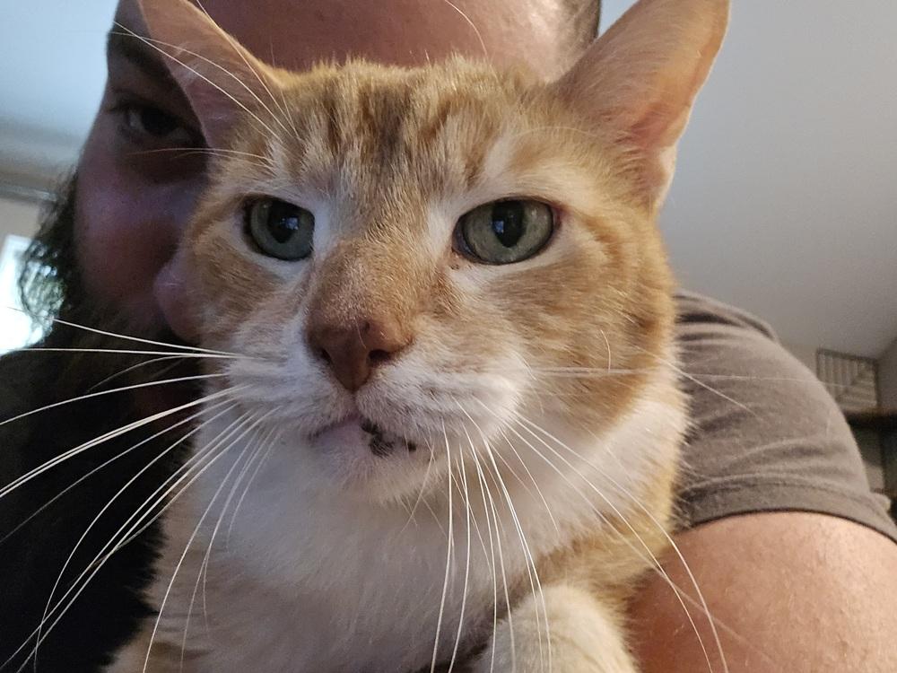 Timmy, Adoptable, Senior Male Domestic Short Hair.