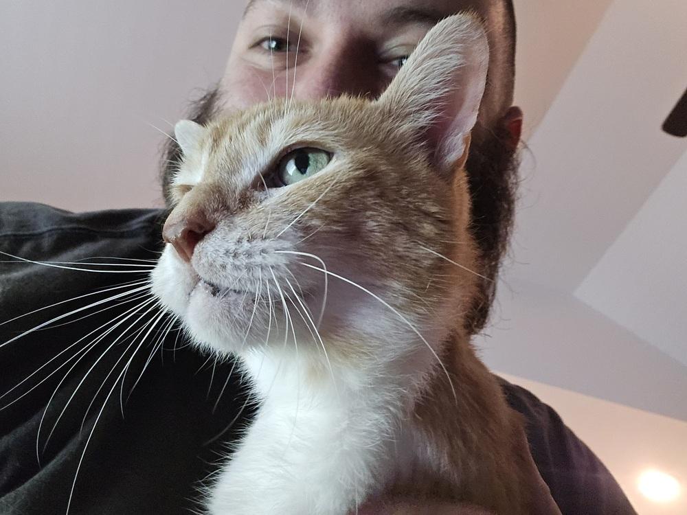 Timmy, a Adoptable Domestic Short Hair in Dayton, OH image 2/5
