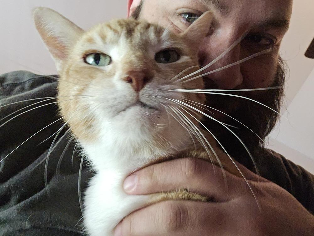Timmy, a Adoptable Domestic Short Hair in Dayton, OH image 4/5