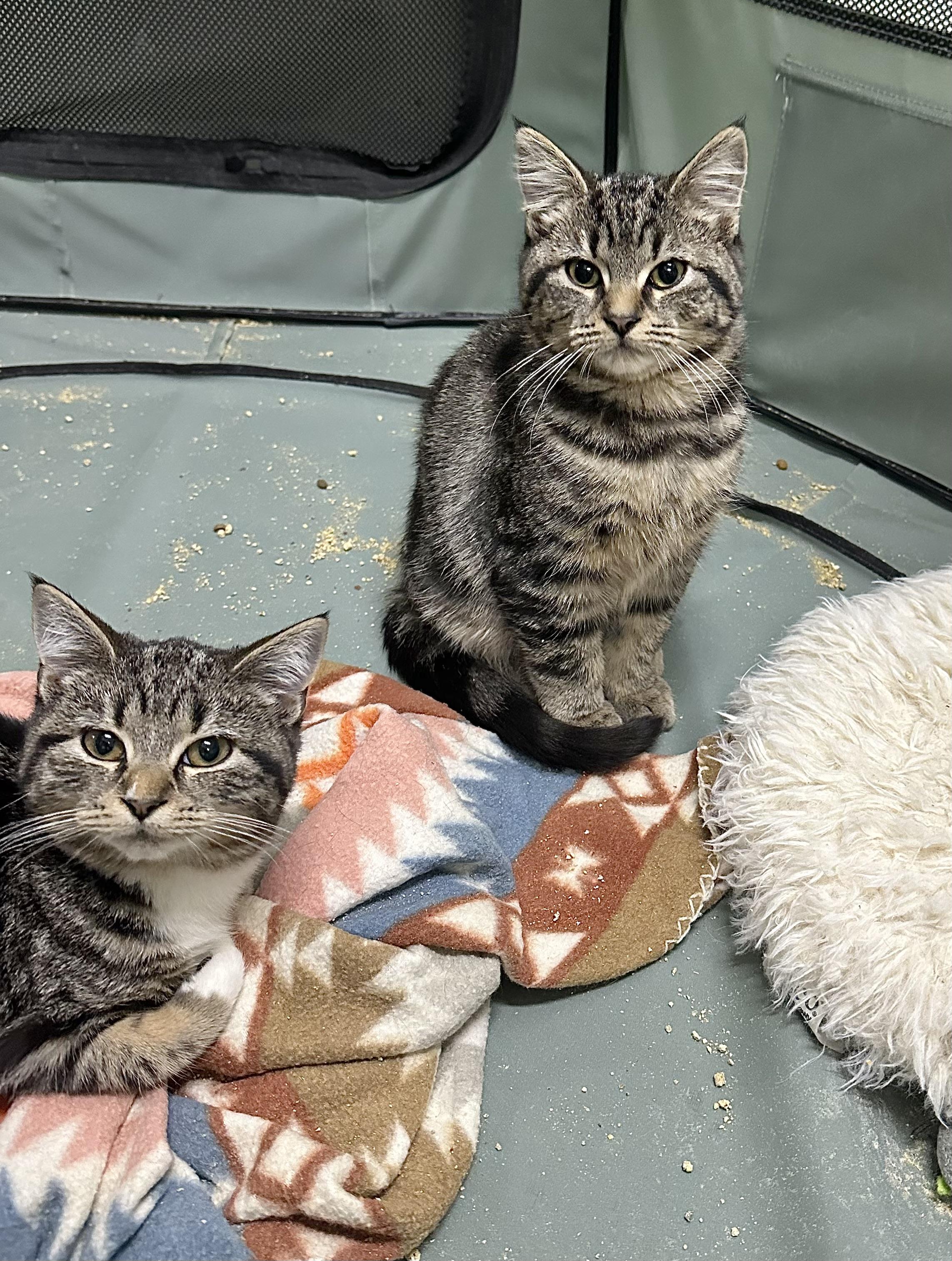 Enlarge Hansel, a ADOPTABLE Tabby in Pleasantville, NJ image 2/2