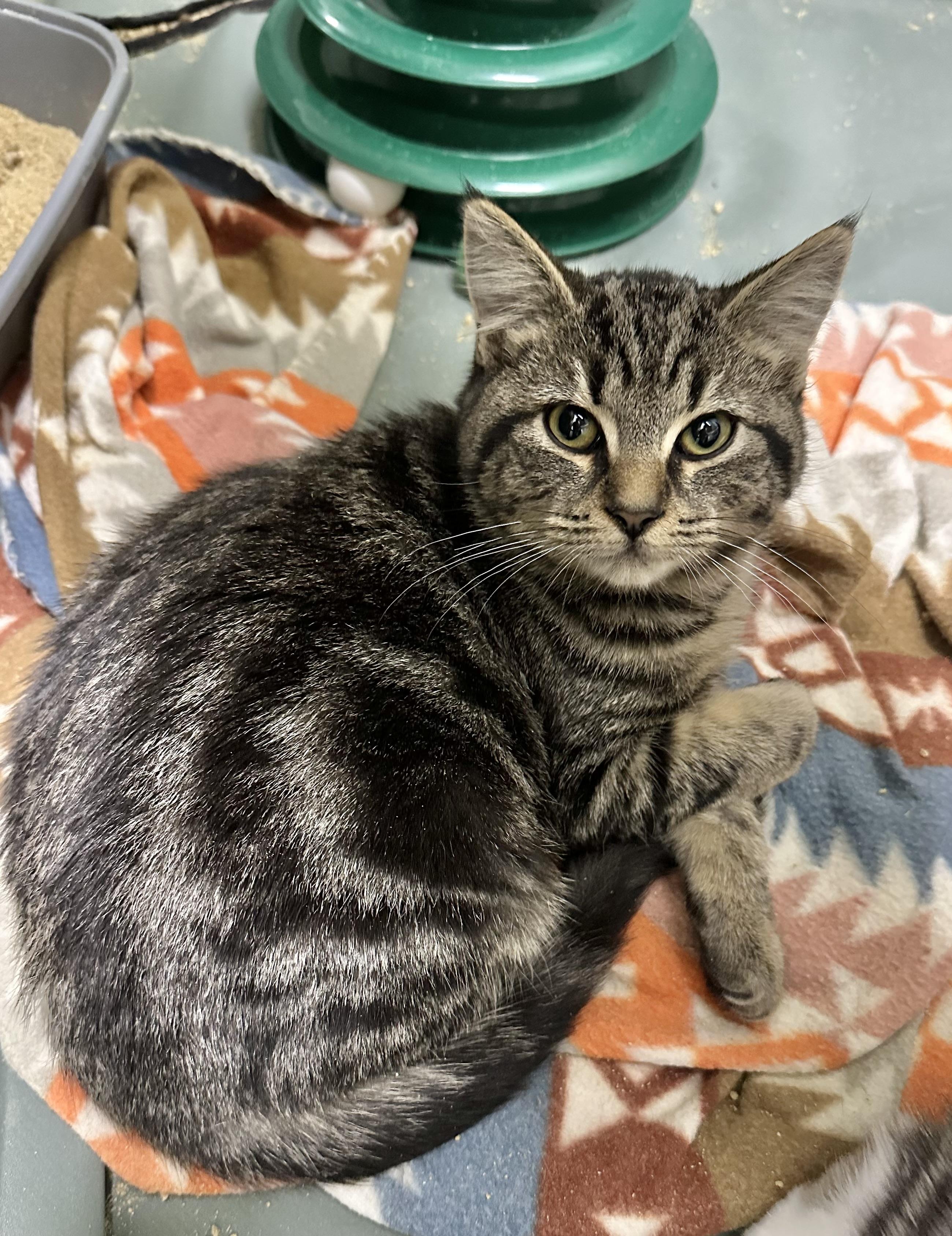 Hansel, ADOPTABLE, Kitten Male Tabby.