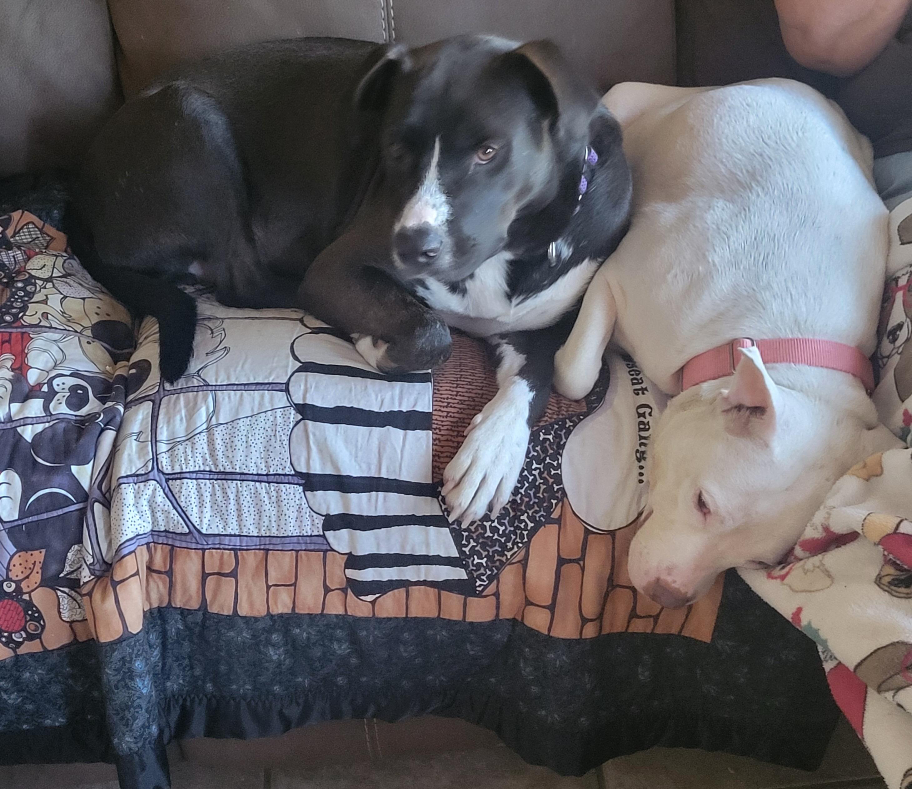 Enlarge Doja, a Adoptable American Staffordshire Terrier in Red Lodge, MT image 3/6