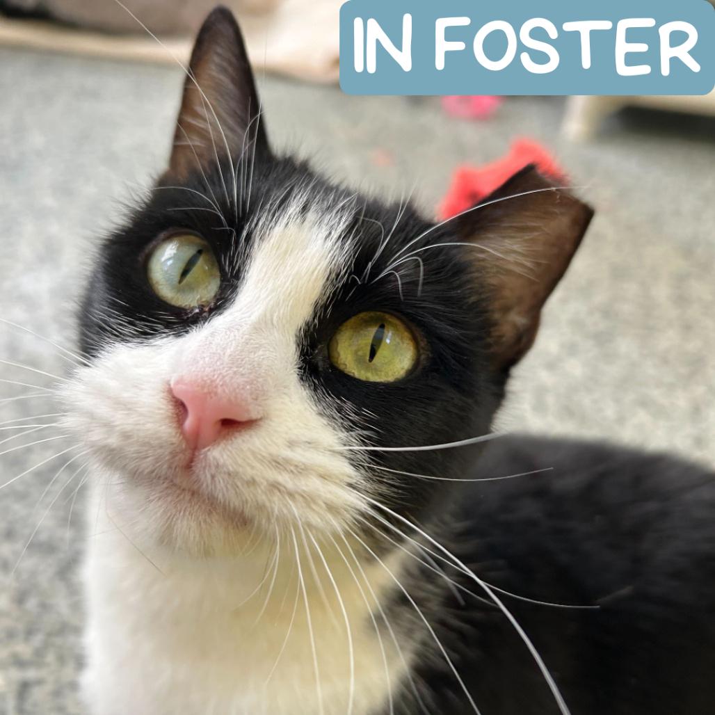 Frenchie Houston, Adoptable, Adult Female Domestic Short Hair.