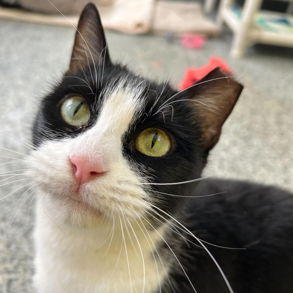 Frenchie Houston, a Adoptable Domestic Short Hair in Denver, CO image 3/6