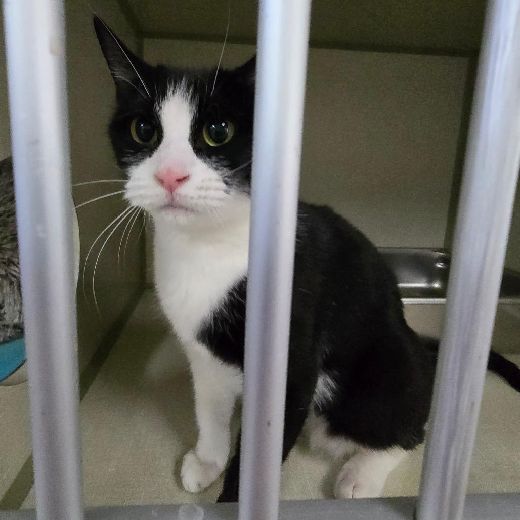 Frenchie Houston, a Adoptable Domestic Short Hair in Denver, CO image 4/6