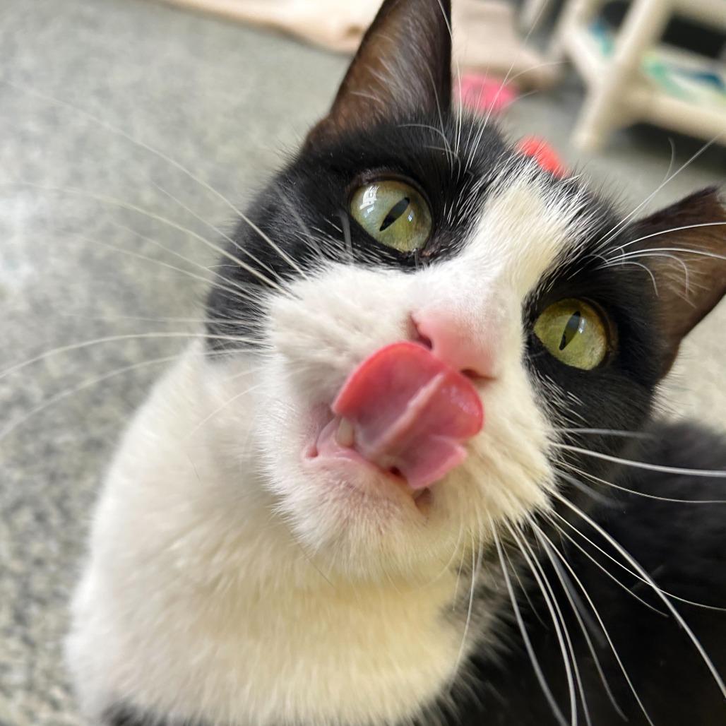 Frenchie Houston, a Adoptable Domestic Short Hair in Denver, CO image 5/6