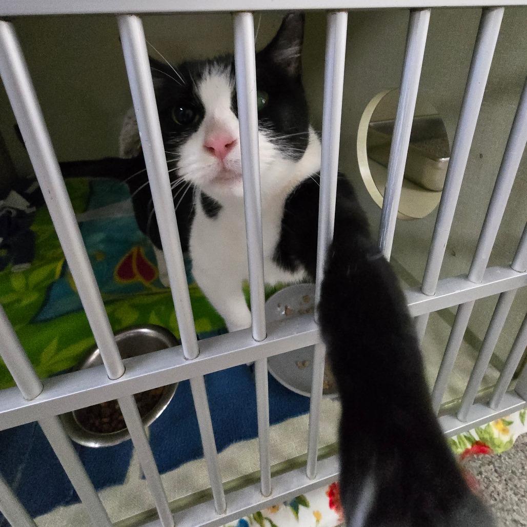 Frenchie Houston, a Adoptable Domestic Short Hair in Denver, CO image 6/6