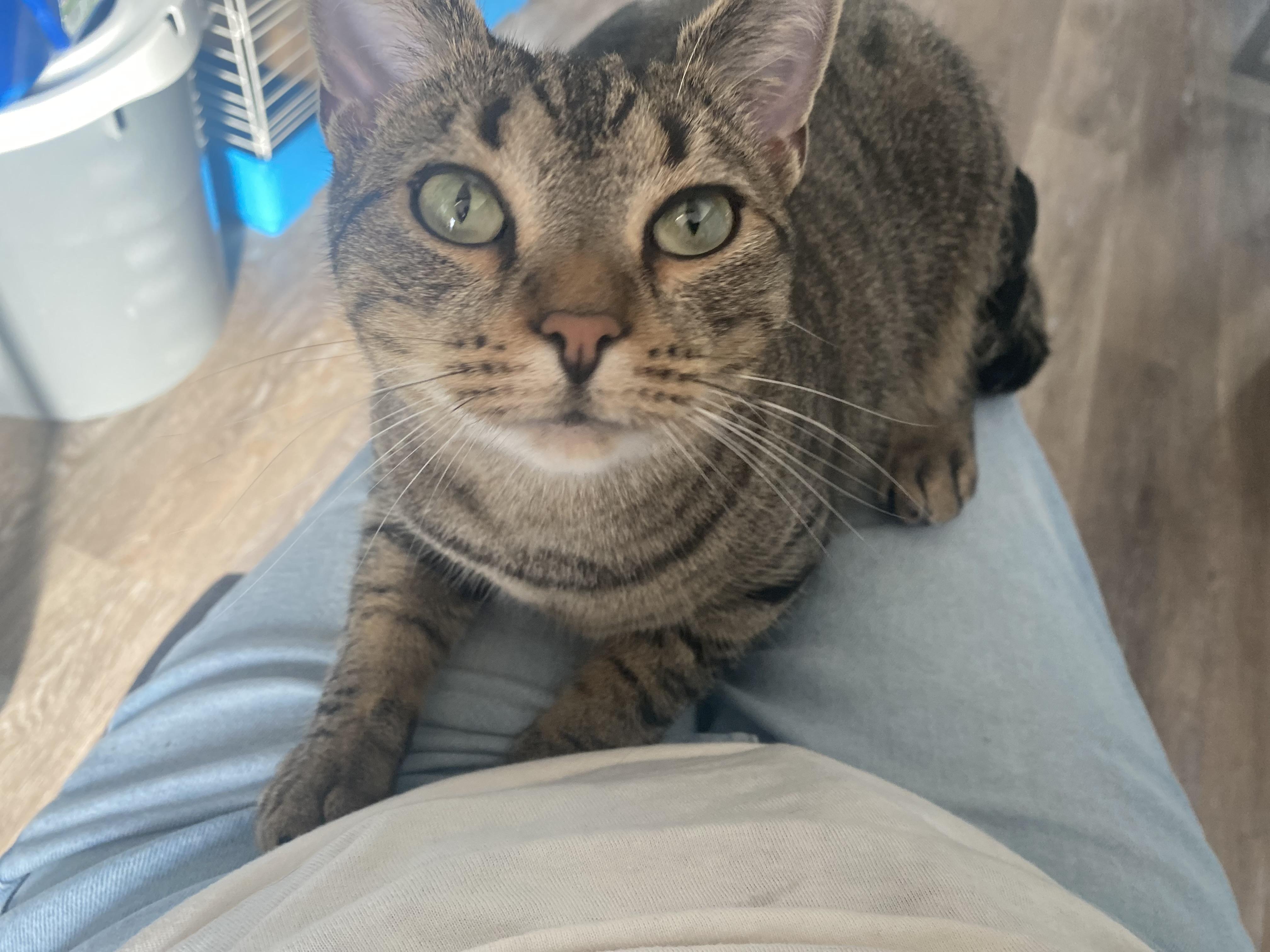 Enlarge TipToe, a Adoptable Domestic Short Hair in Columbus, OH image 1/6