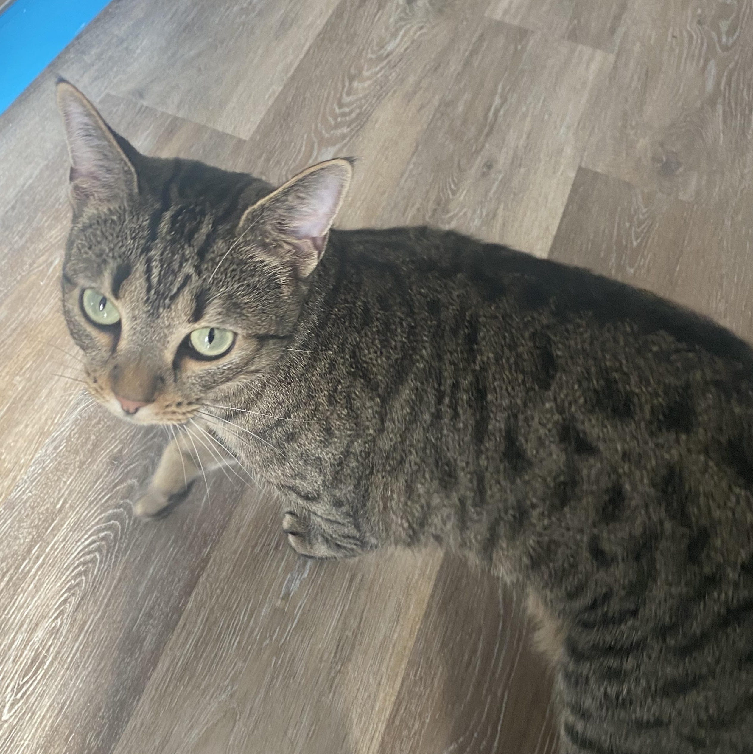 Enlarge TipToe, a Adoptable Domestic Short Hair in Columbus, OH image 5/6