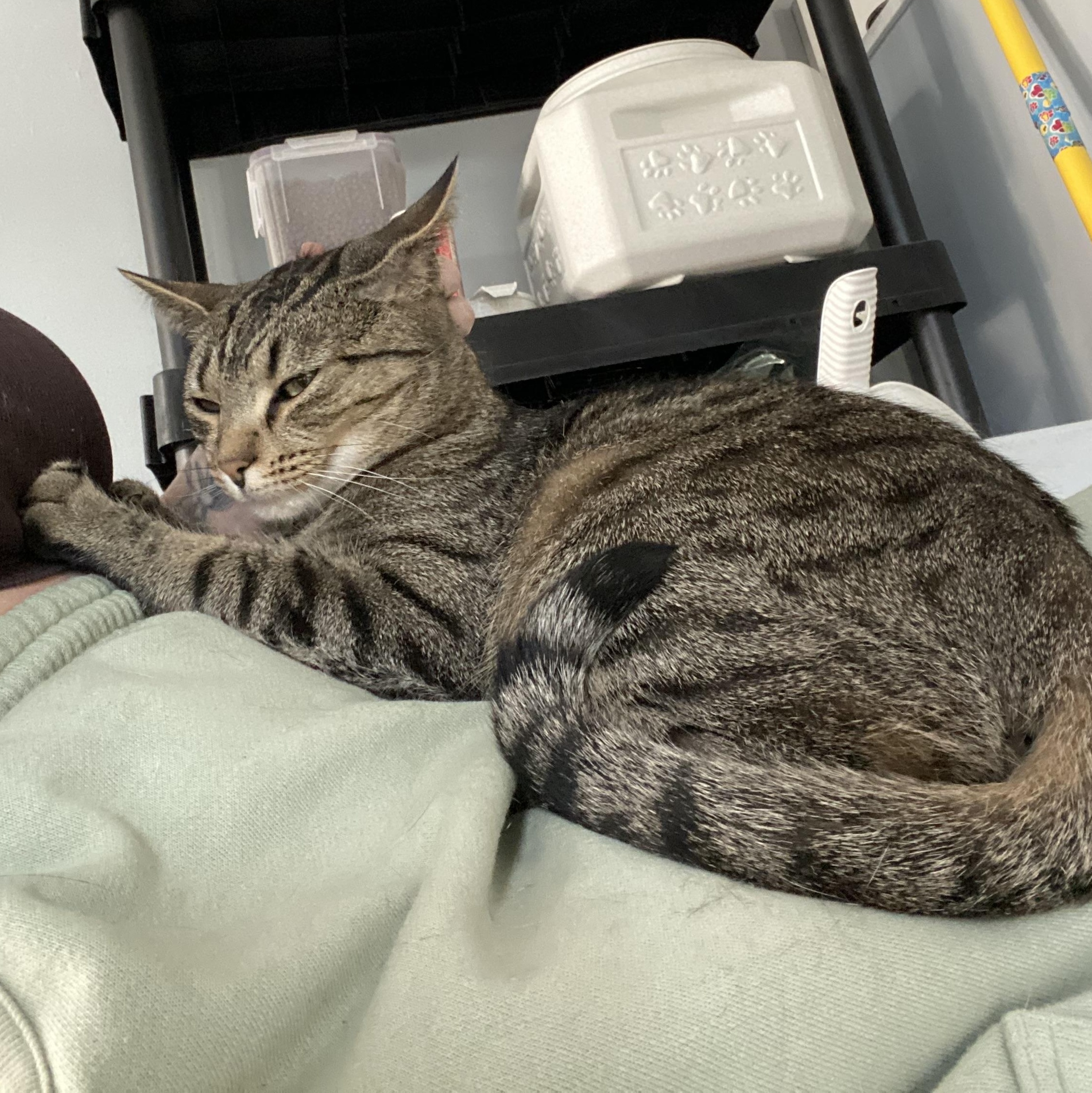 Enlarge TipToe, a Adoptable Domestic Short Hair in Columbus, OH image 6/6