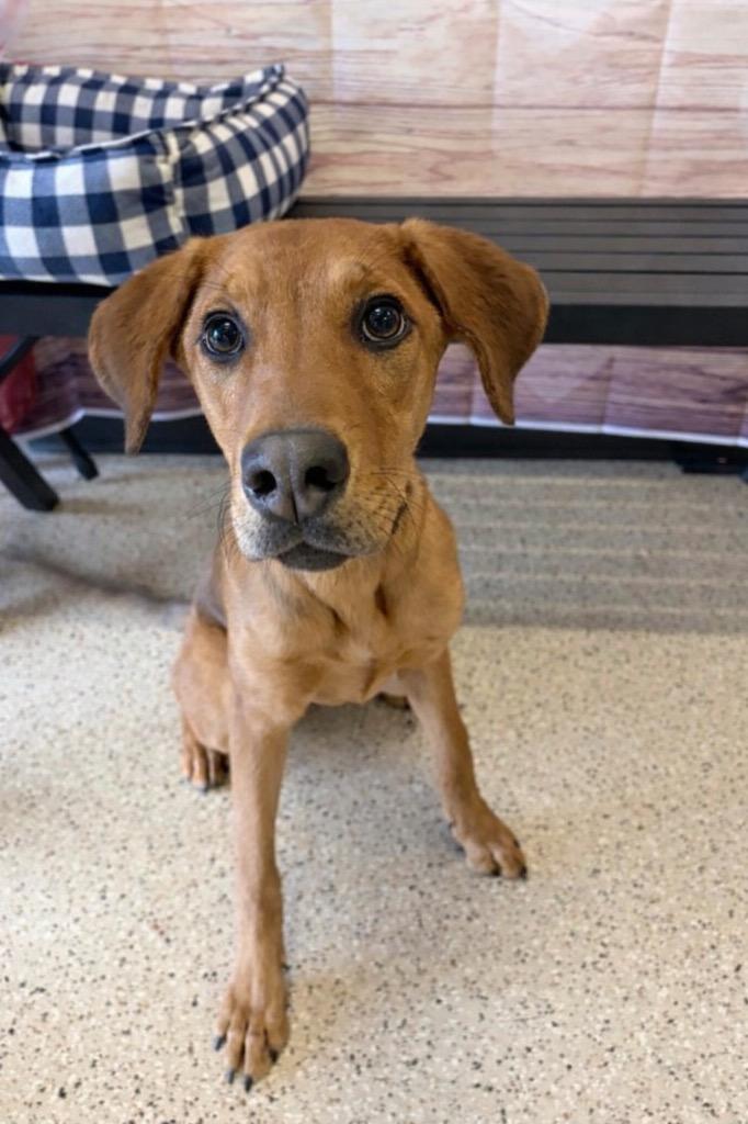 Trixie - Sponsored by Happy Trails, Adoptable, Young Female Hound & Mixed Breed.