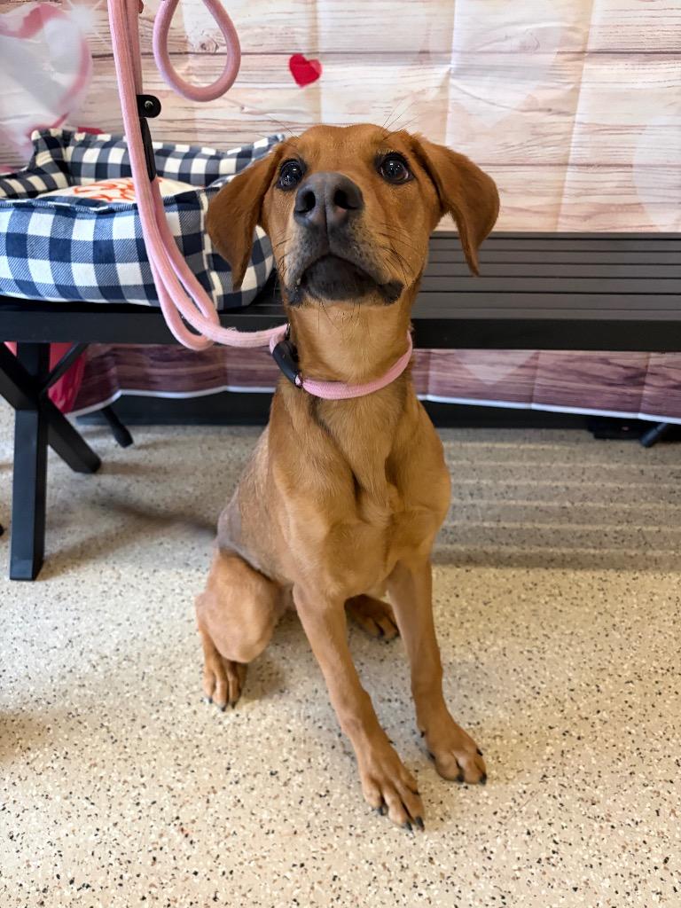 Enlarge Trixie - Sponsored by Happy Trails, a Adoptable mixed breed in Newberg, OR image 3/4