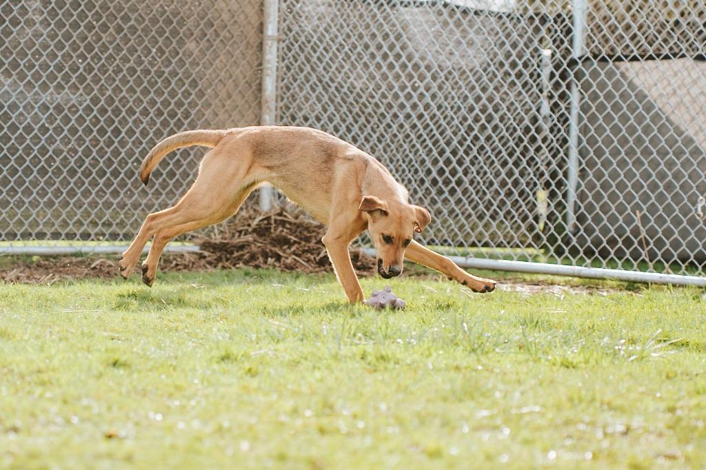 Enlarge Trixie - Sponsored by Happy Trails, a Adoptable mixed breed in Newberg, OR image 4/6