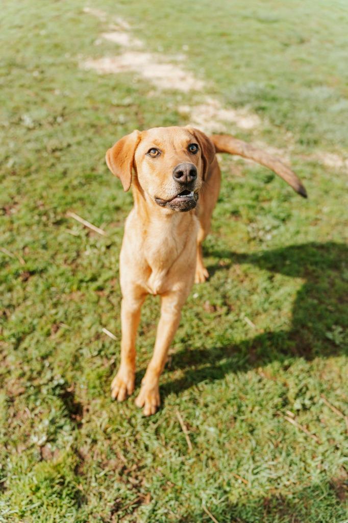 Enlarge Trixie - Sponsored by Happy Trails, a Adoptable mixed breed in Newberg, OR image 5/6