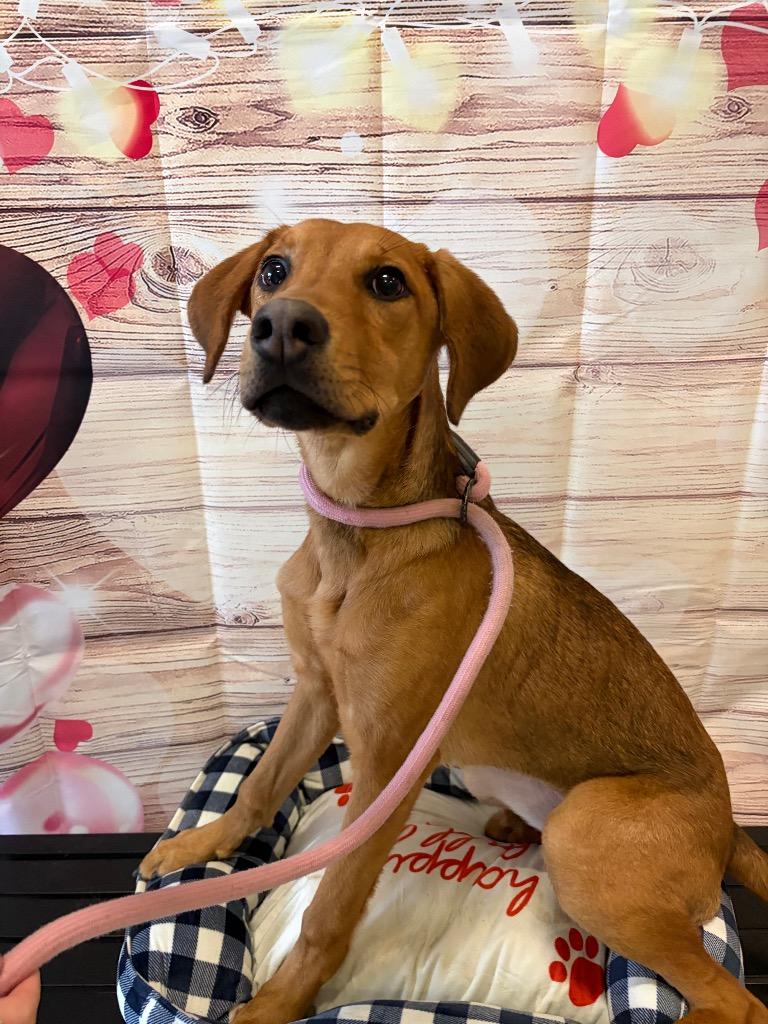 Enlarge Trixie - Sponsored by Happy Trails, a Adoptable mixed breed in Newberg, OR image 4/4