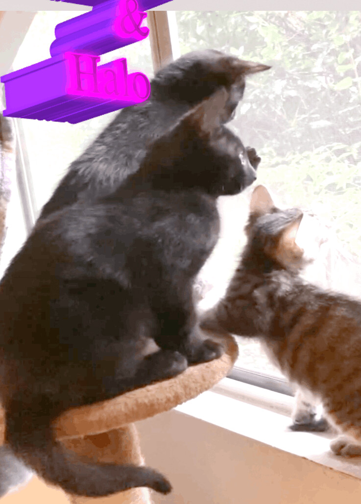 Midnight, a Adoptable Domestic Short Hair in Orange, CA image 1/6