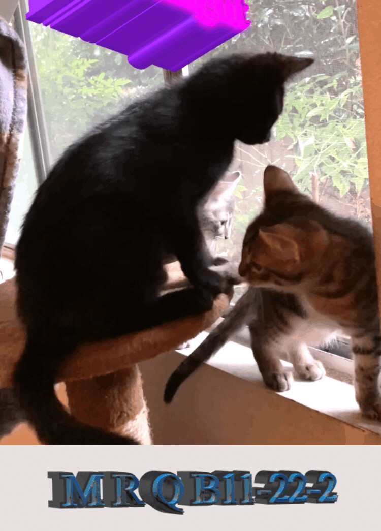 Midnight, a Adoptable Domestic Short Hair in Orange, CA image 2/6