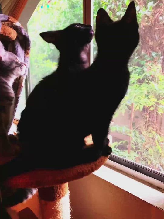 Enlarge Midnight, a Adoptable Domestic Short Hair in Orange, CA video 6/6