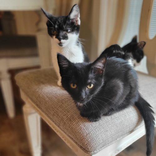 Enlarge Charm, a Adoptable Domestic Short Hair in Kenosha, WI image 1/5