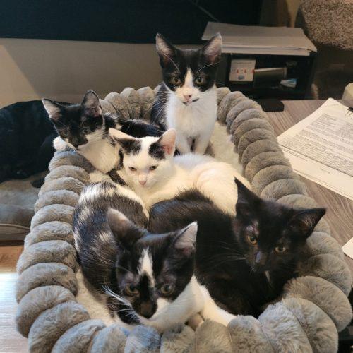 Enlarge Charm, a Adoptable Domestic Short Hair in Kenosha, WI image 2/5