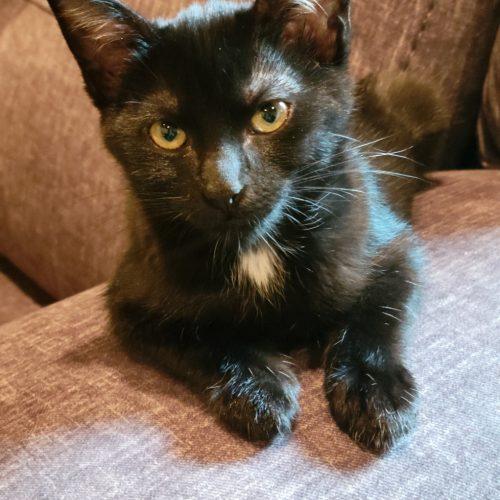 Enlarge Charm, a Adoptable Domestic Short Hair in Kenosha, WI image 5/5