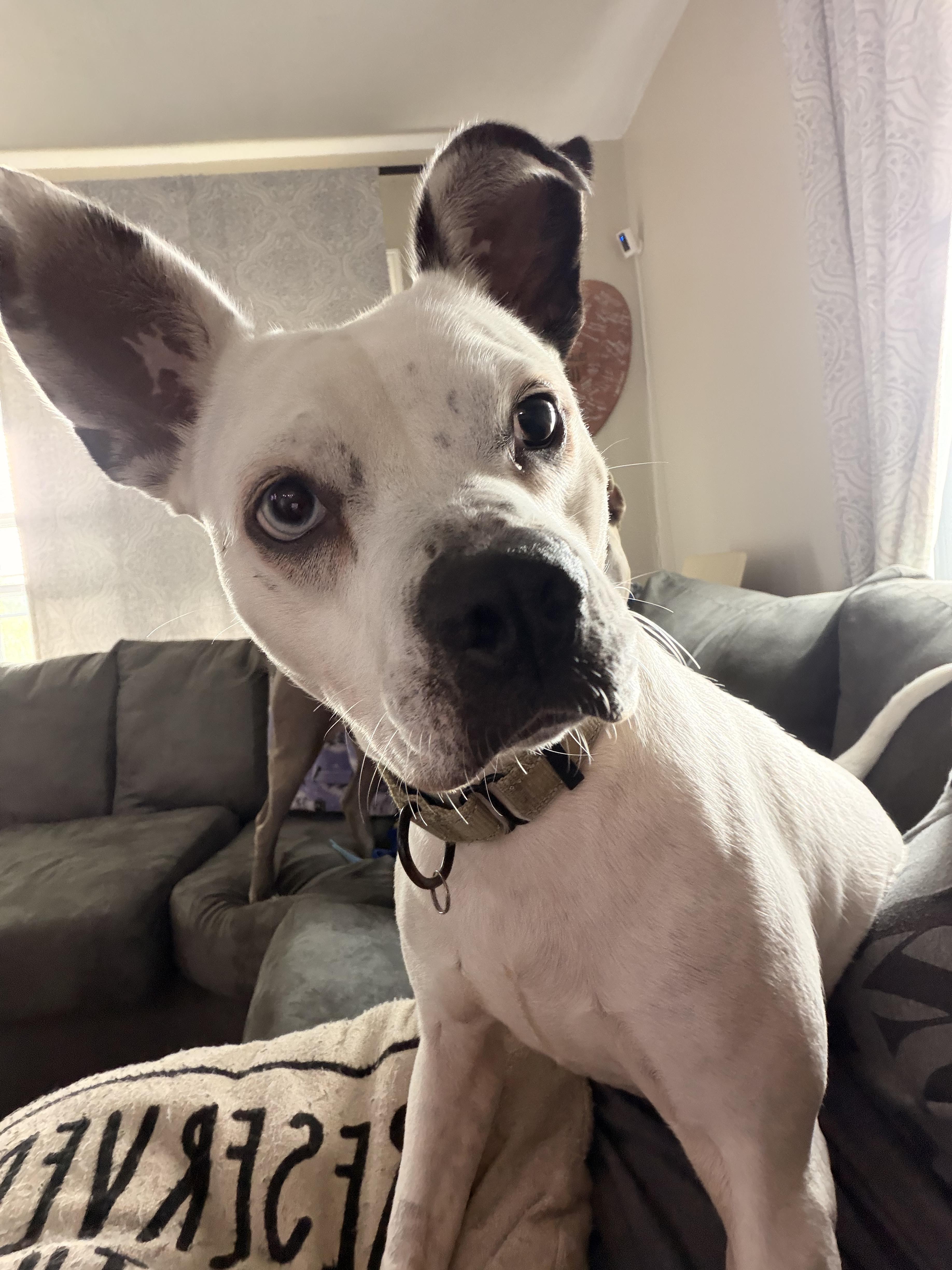 Enlarge Playful Delta Dawn, a Adoptable mixed breed in Lancaster, PA image 5/6