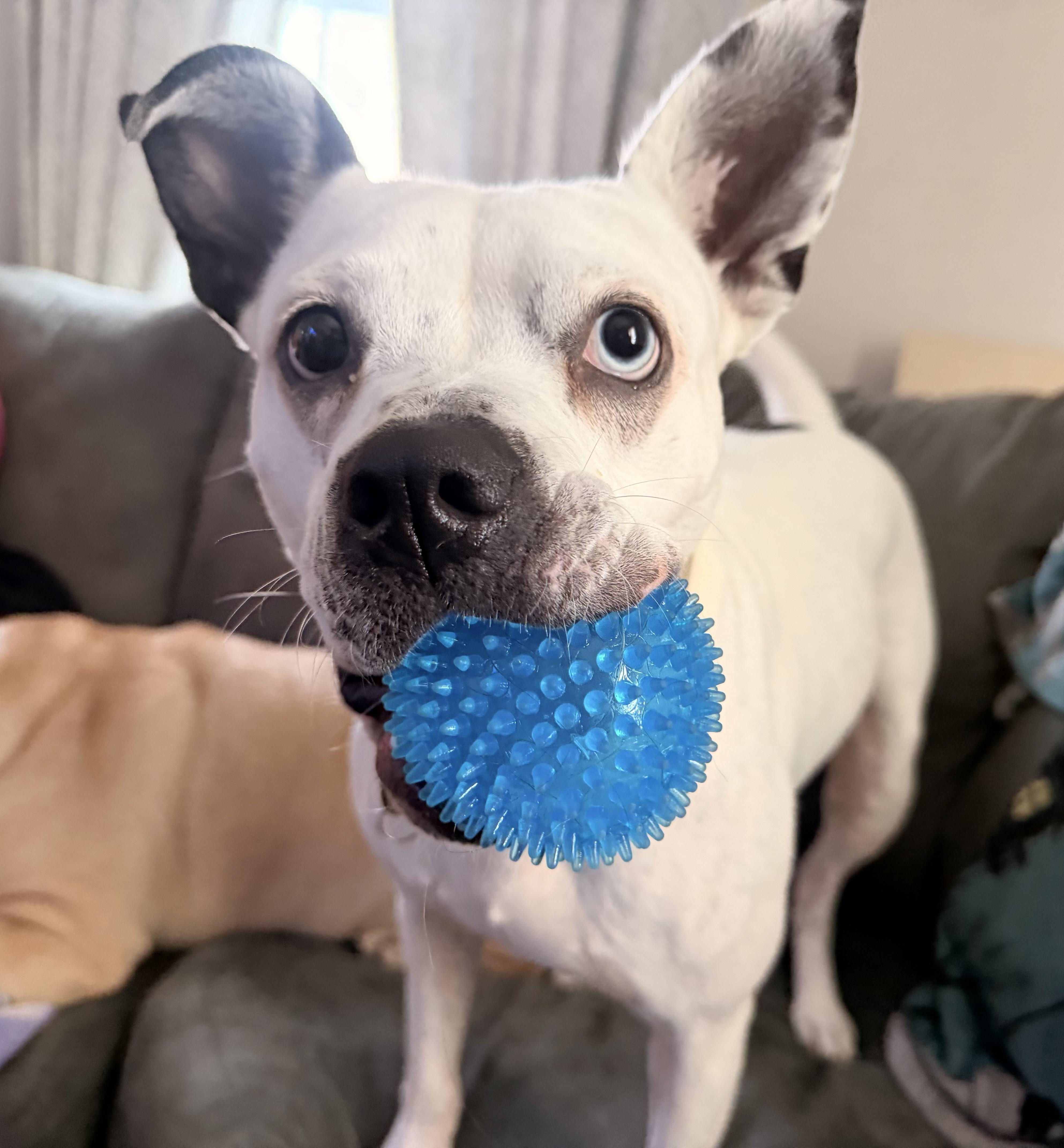Playful Delta Dawn, Adoptable, Adult Female American Staffordshire Terrier & Australian Cattle Dog / Blue Heeler.
