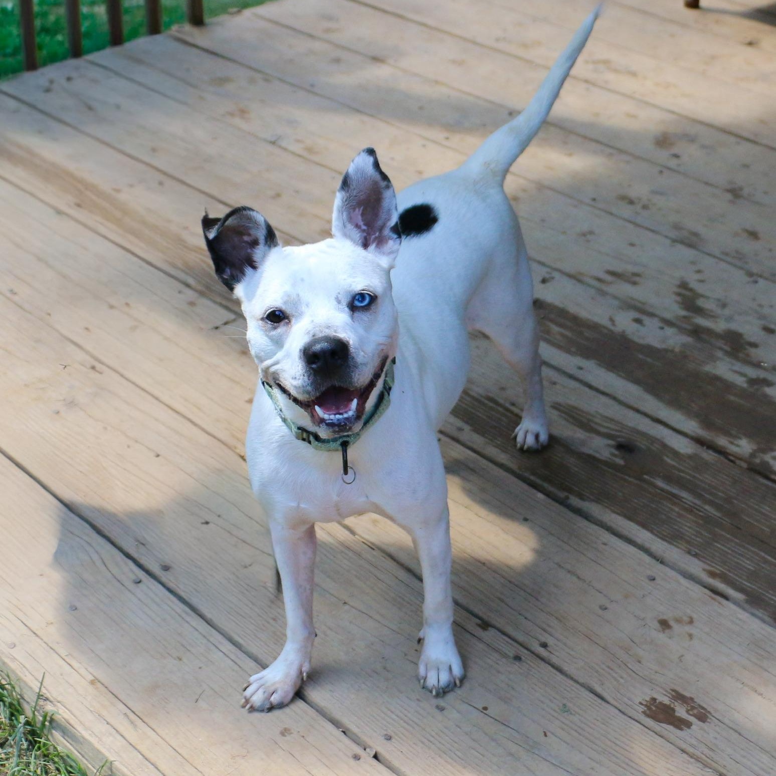 Enlarge Playful Delta Dawn, a Adoptable mixed breed in Lancaster, PA image 3/6