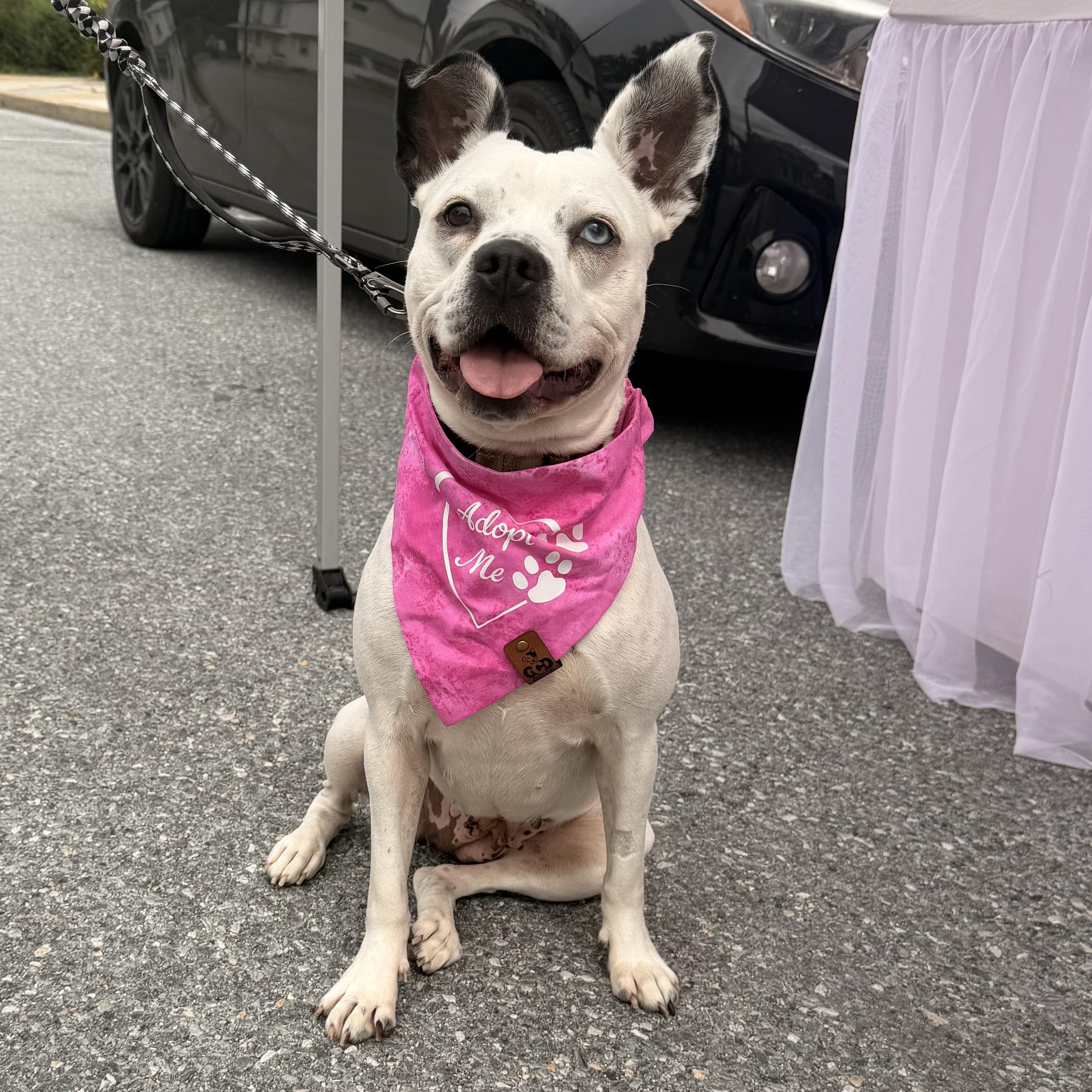 Enlarge Playful Delta Dawn, a Adoptable mixed breed in Lancaster, PA image 2/6