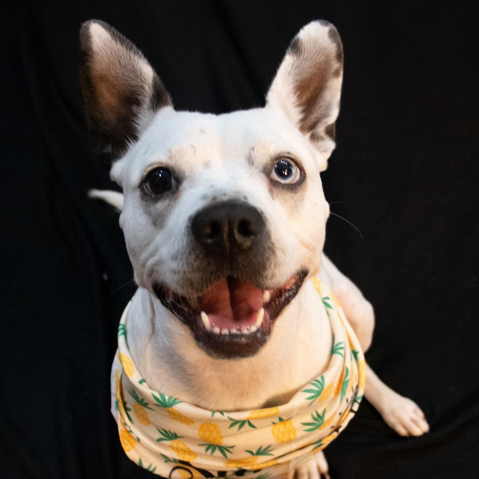 Enlarge Playful Delta Dawn, a Adoptable mixed breed in Lancaster, PA image 6/6
