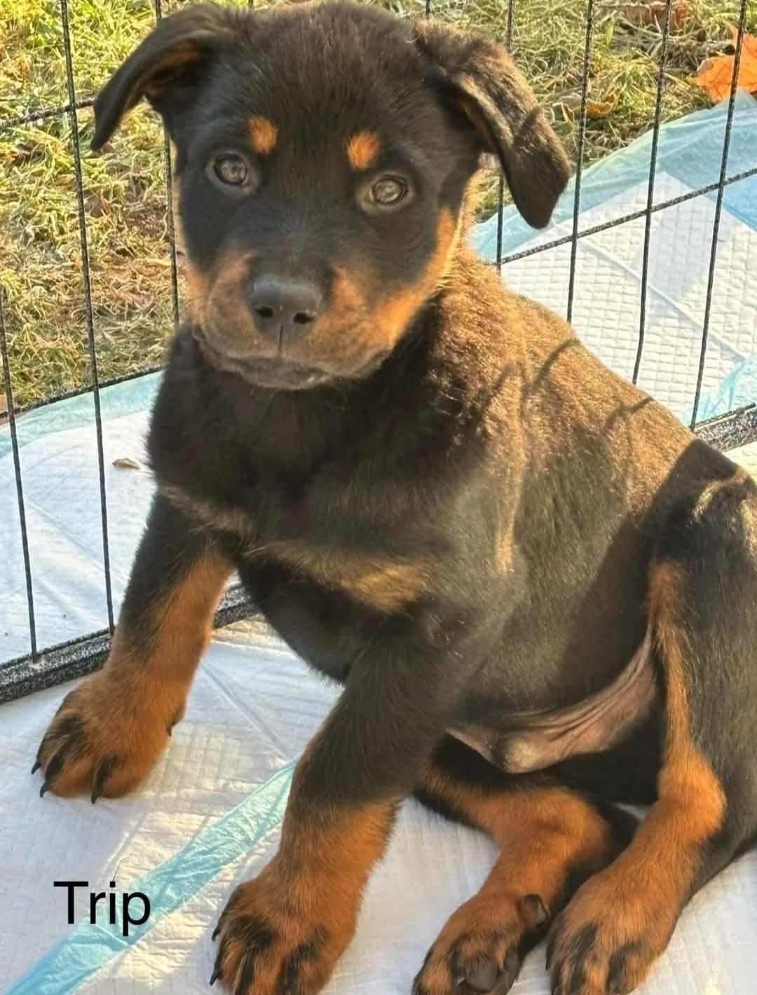 Tripp, adopted, Puppy Male Rottweiler.