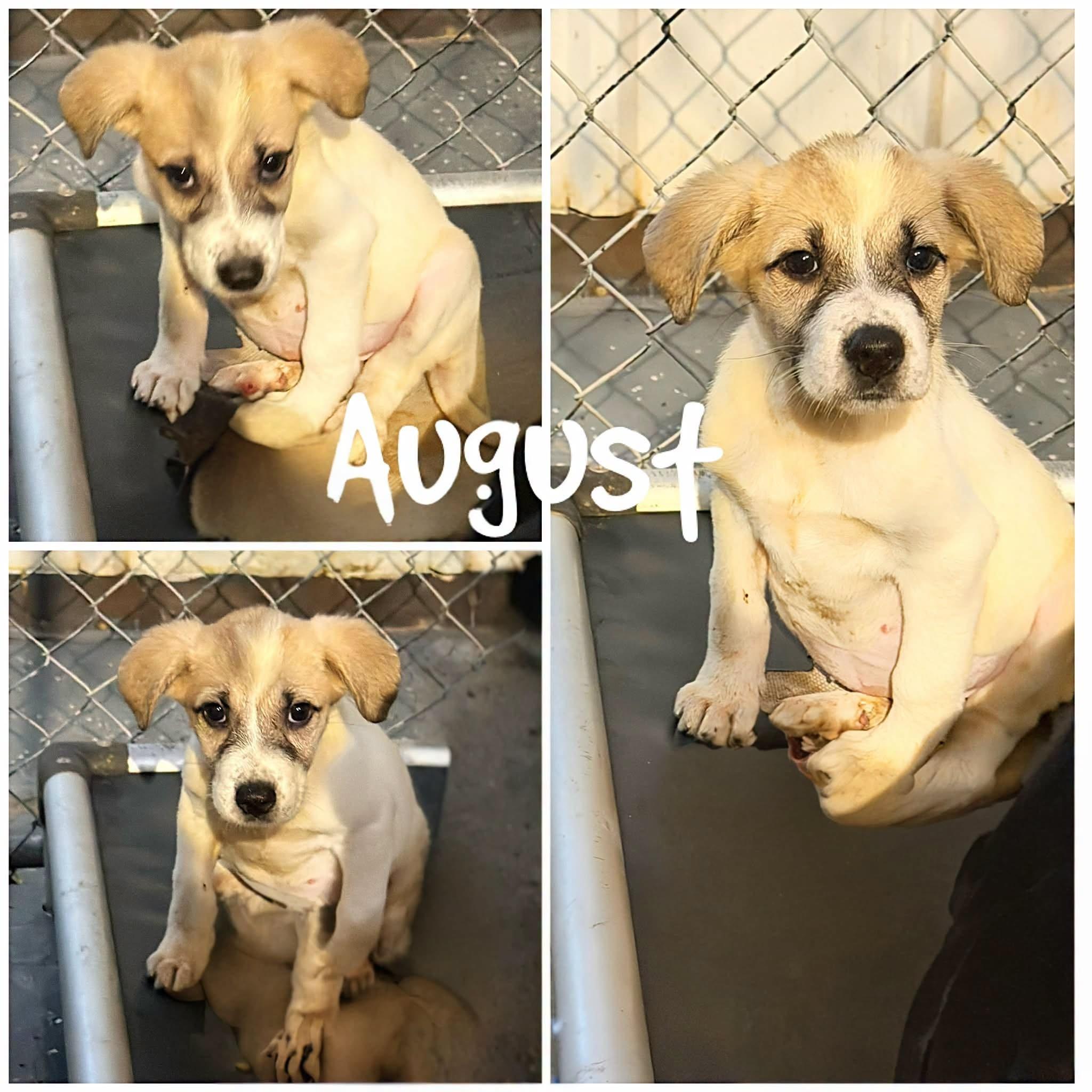 August, Adoptable, Young Female Great Pyrenees.