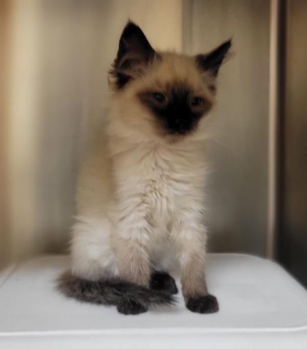 Jubilee, Adoptable, Kitten Female Domestic Short Hair.