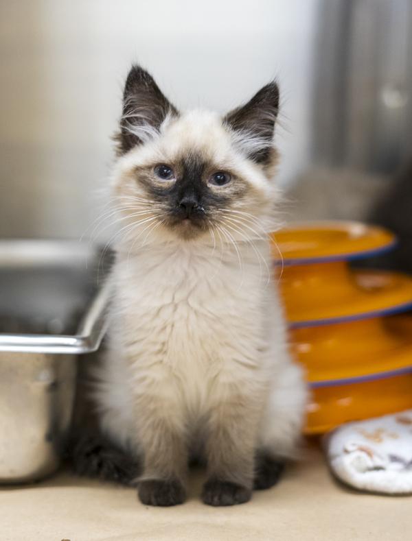 Enlarge Jubilee, a Adoptable mixed breed in Kennewick, WA image 2/2