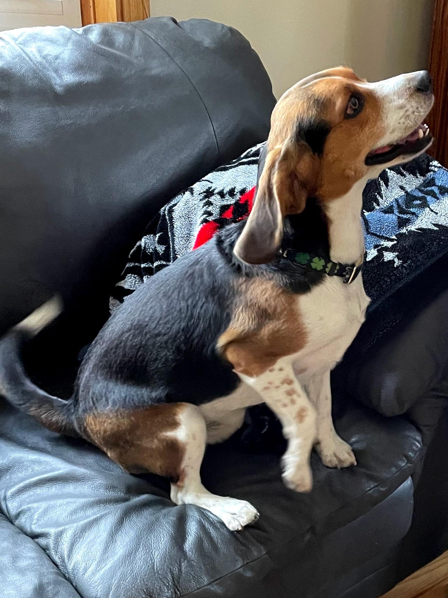 Baxter, a ADOPTABLE Beagle in Pueblo, CO image 2/3