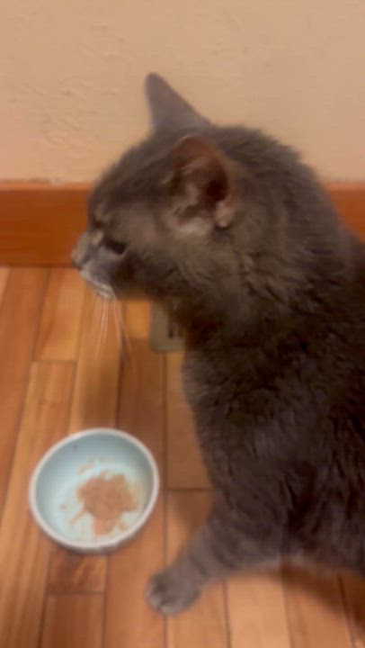 Enlarge Baxter, a ADOPTABLE Beagle in Pueblo, CO video 3/3