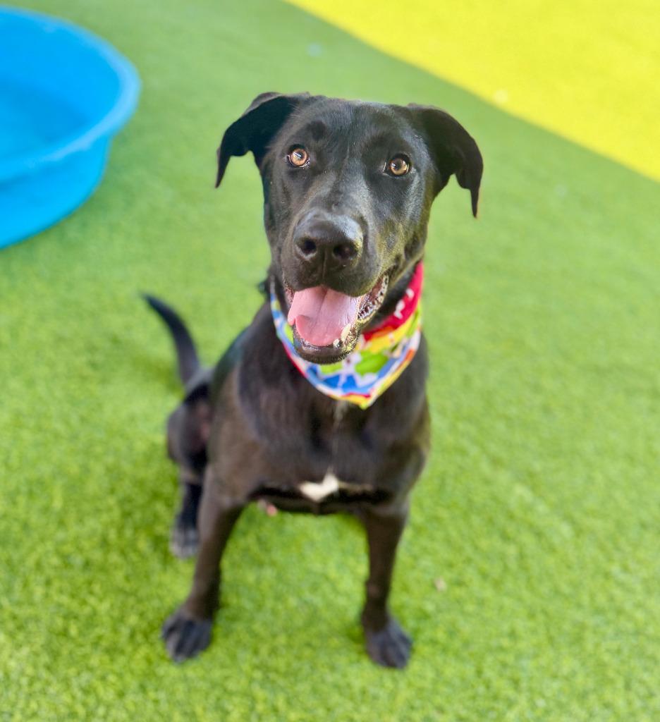 Ace, Adoptable, Young Male Labrador Retriever & Mixed Breed.