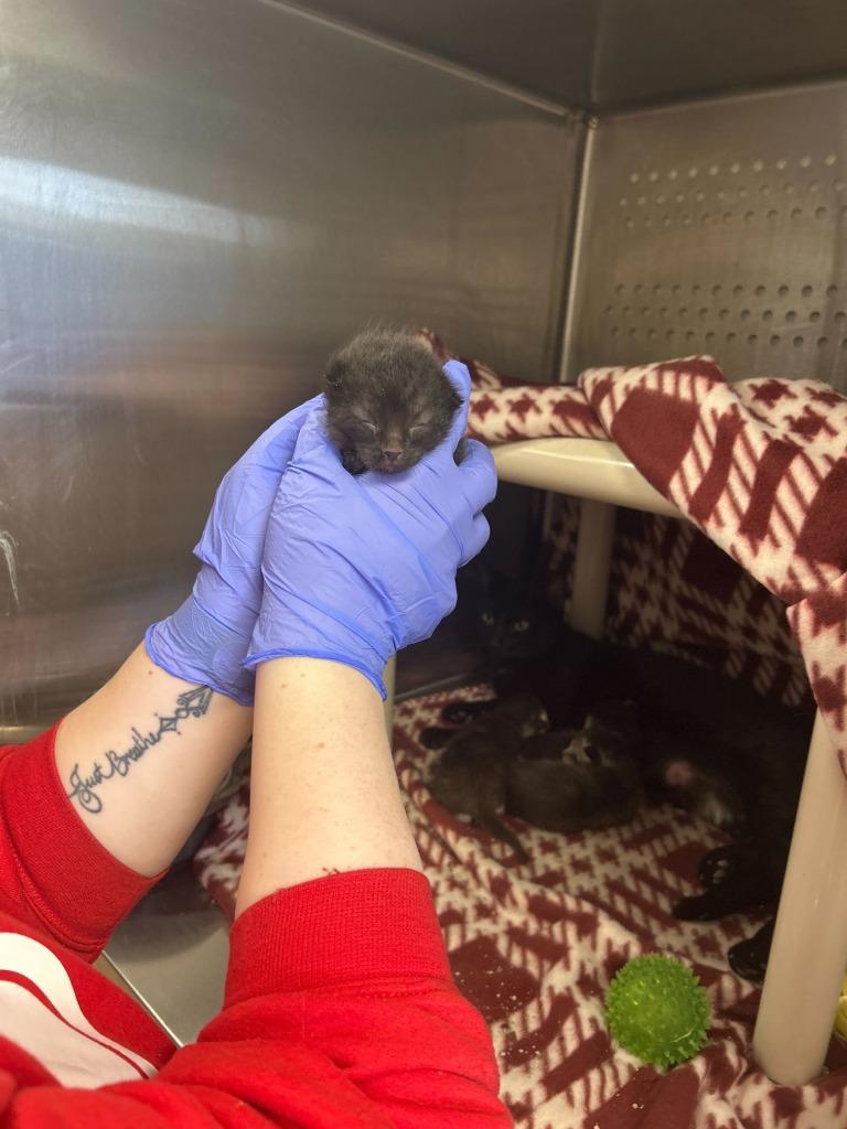 Succulent — thumbnail 2