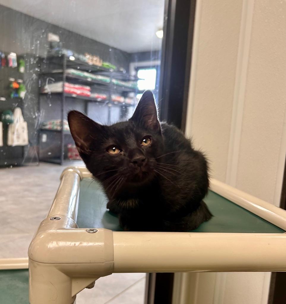 Succulent — thumbnail 3