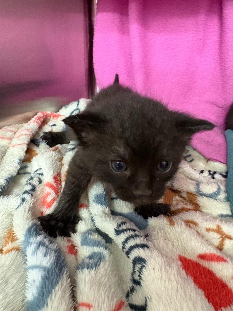 Succulent — thumbnail 4