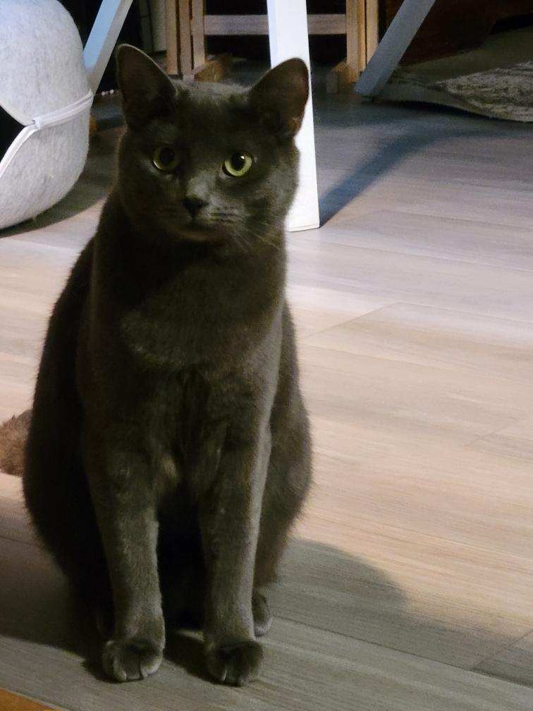 Tylyn (Courtesy Post), ADOPTABLE, Young Female Domestic Short Hair.