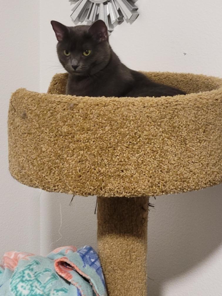 Tylyn (Courtesy Post), a ADOPTABLE Domestic Short Hair in Yakima, WA image 6/6