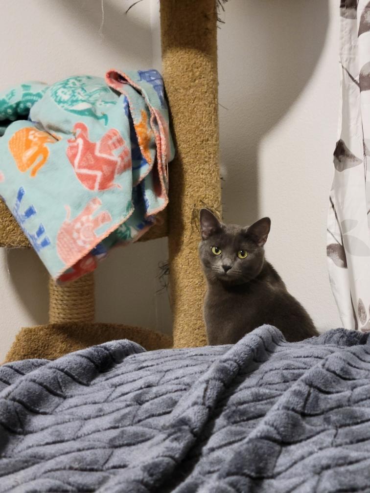 Tylyn (Courtesy Post), a ADOPTABLE Domestic Short Hair in Yakima, WA image 5/6