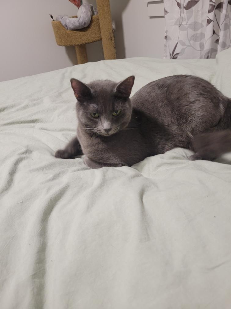 Enlarge Tylyn (Courtesy Post), a ADOPTABLE Domestic Short Hair in Yakima, WA image 3/3